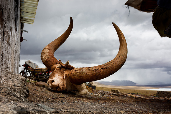 Yak Skull