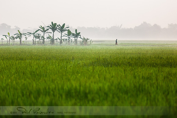 Morning Dew Over The Rice Paddy